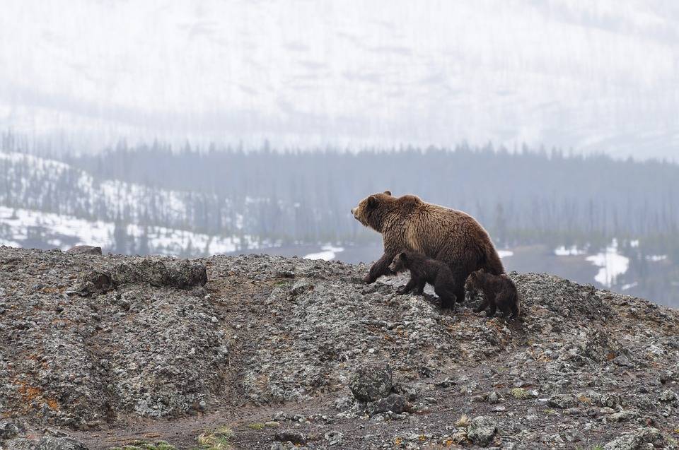 Жителей Подмосковья предупредили о риске столкнуться с агрессивными медведями