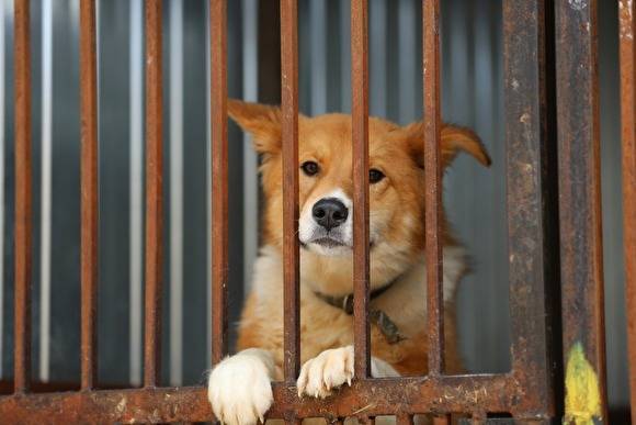 Власти Сургута потратят ₽37 млн на решение проблемы с бродячими собаками