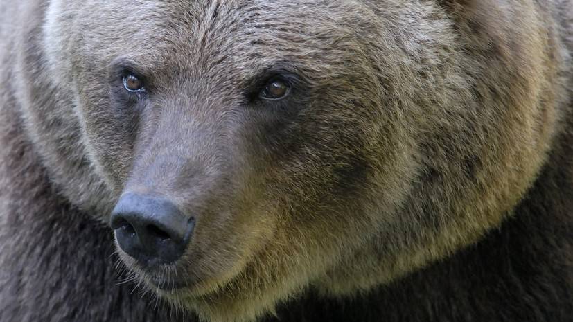 Жителей Подмосковья предупредили об опасности встречи с медведем