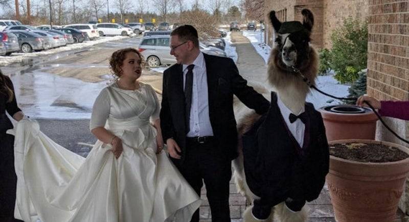 Парень стал знаменитостью, притащив на свадьбу сестры ламу в смокинге