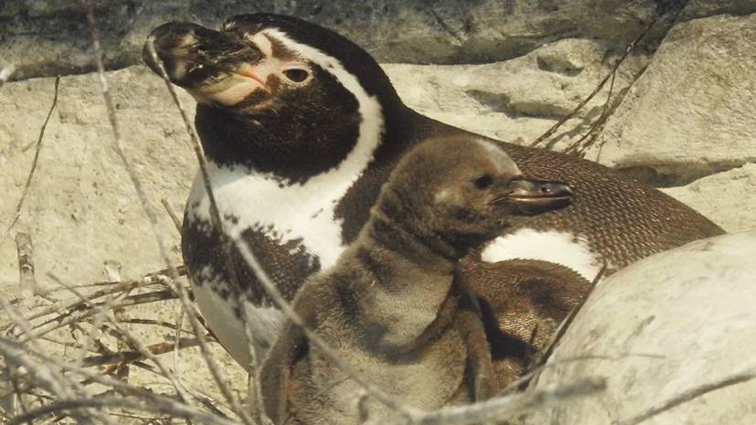 В Московском зоопарке родились птенцы пингвинов Гумбольдта