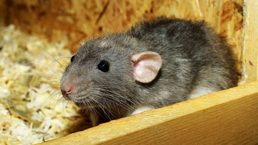 В Тульской области проводят проверку по факту госпитализации детей с крысиными укусами
