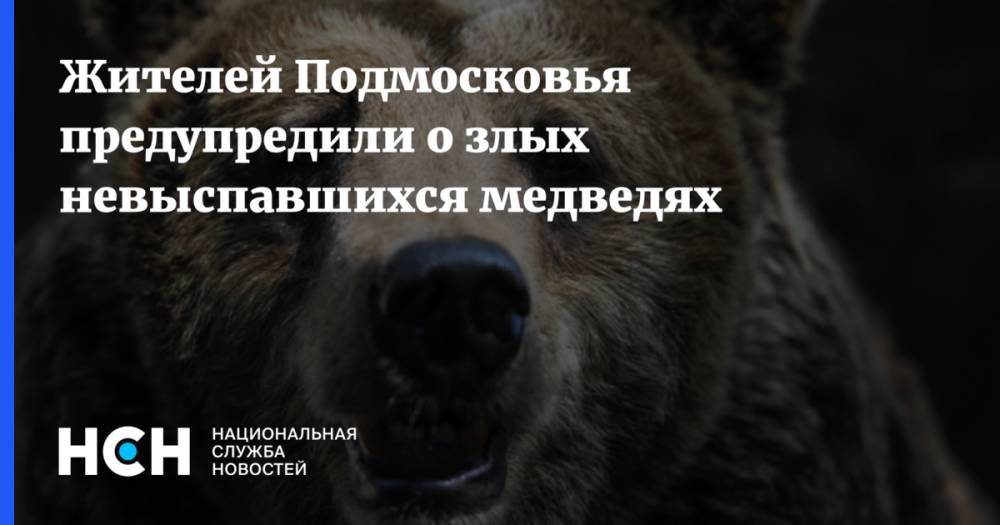 Жителей Подмосковья предупредили о злых невыспавшихся медведях
