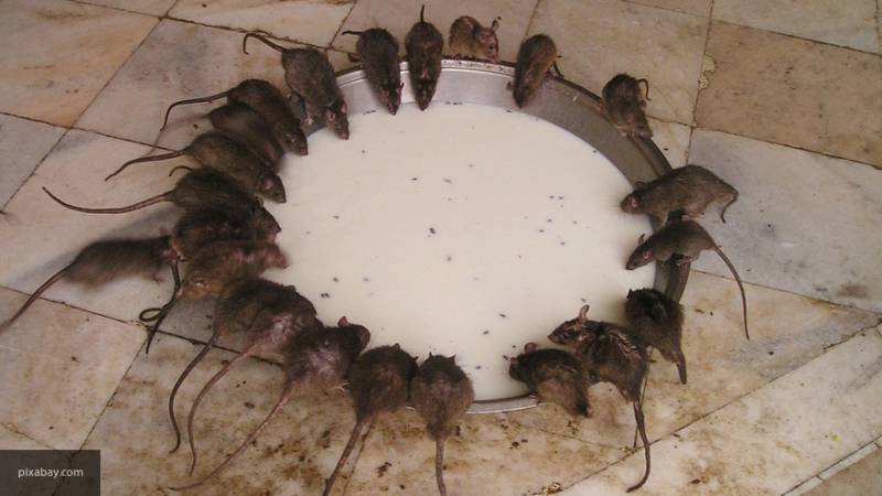 Покусанные крысами дети из Дубовки попали в больницу