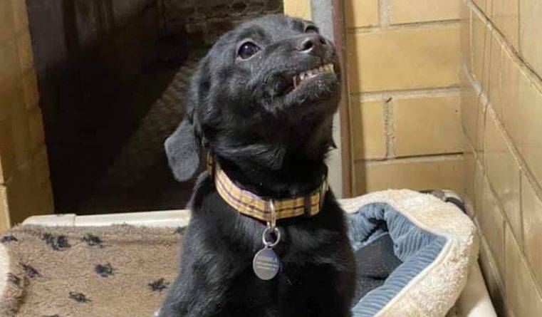 Видео щенка, который широко улыбается посетителям приюта, стало вирусным — и помогло ему найти дом