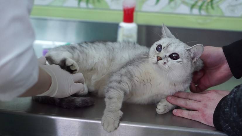 «Выместил на ней плохое настроение»: в Смоленске волонтёры спасают кошку, в которую стреляли около 20 раз