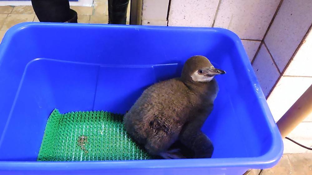 В Московском зоопарке рассказали, какая судьба ждет новорожденных пингвинов