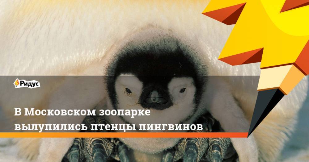 В Московском зоопарке вылупились птенцы пингвинов