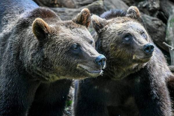 Жителей Подмосковья предупредили о невыспавшихся медведях