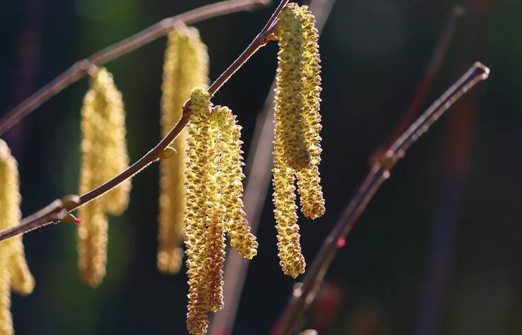 Эксперты предупредили аллергиков о преждевременном цветении растений
