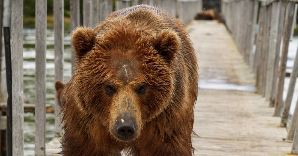 Медведи вышли из спячки в Московском зоопарке из-за тепла