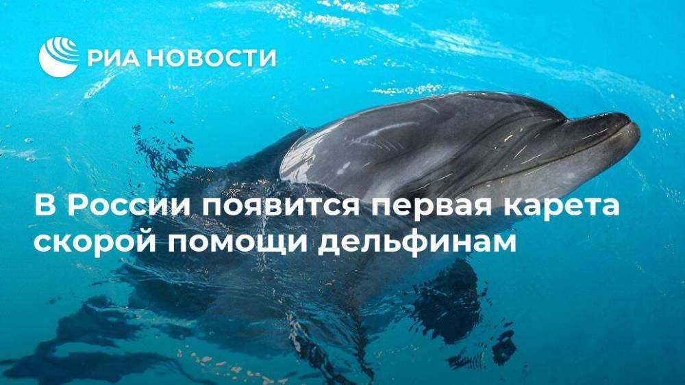 В России появится первая карета скорой помощи дельфинам
