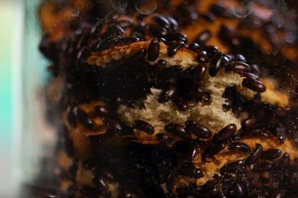 Врачи оценили эффективность поедания жуков для борьбы с раком