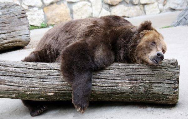 В Московском зоопарке на месяц раньше проснулись медведи