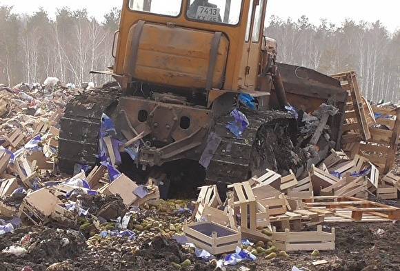 В Курганской области бульдозерами раздавали почти 7 тонн санкционных польских груш