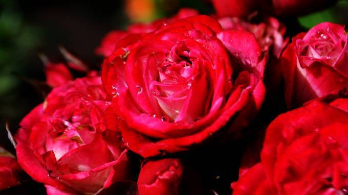 ВЦИОМ: почти две трети мужчин планируют подарить на 8 Марта цветы