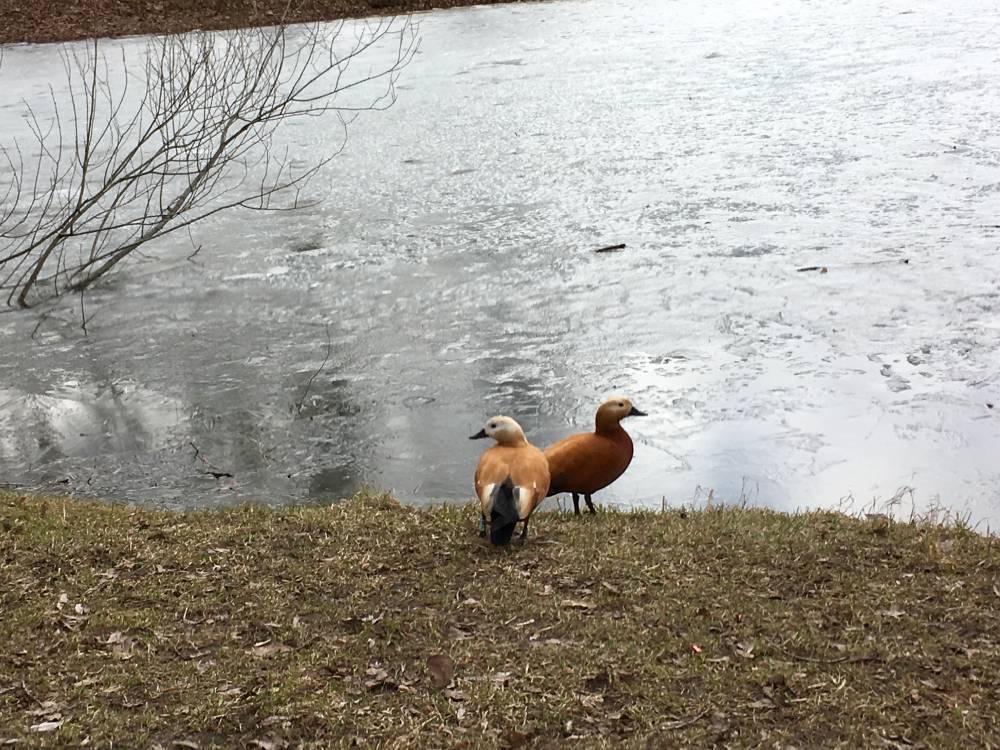 Красные утки вернулись на московские пруды раньше из-за теплой погоды