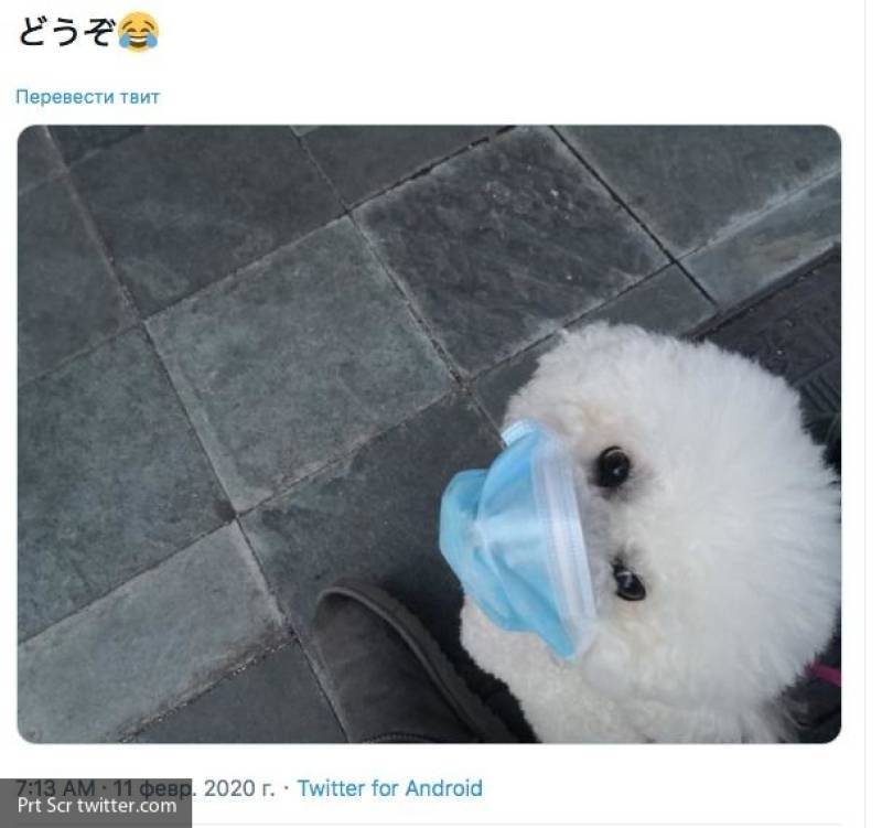 Китайцы показали, как защищают кошек, собак и лам от коронавируса