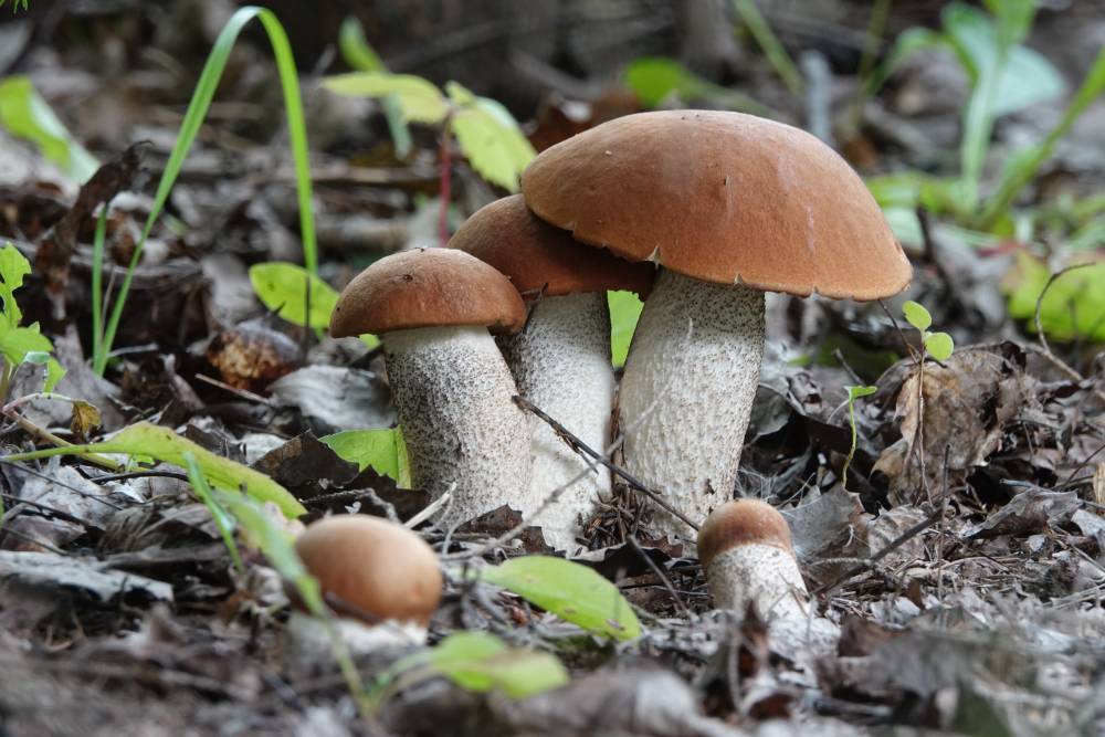 Первые весенние грибы в «Лосином острове» появились раньше срока