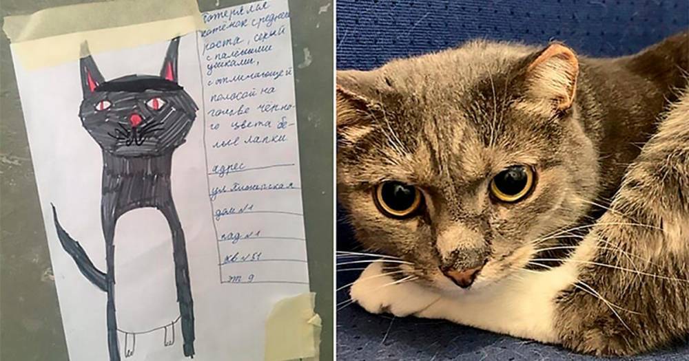 Школьница помогла бабушке найти кота, нарисовав его портрет