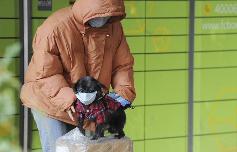 В Гонконге выясняют обстоятельства заражения домашней собаки коронавирусом