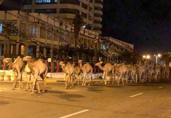 Ливийское ПНС вывело 3000 верблюдов из-под огня маршала Хафтара