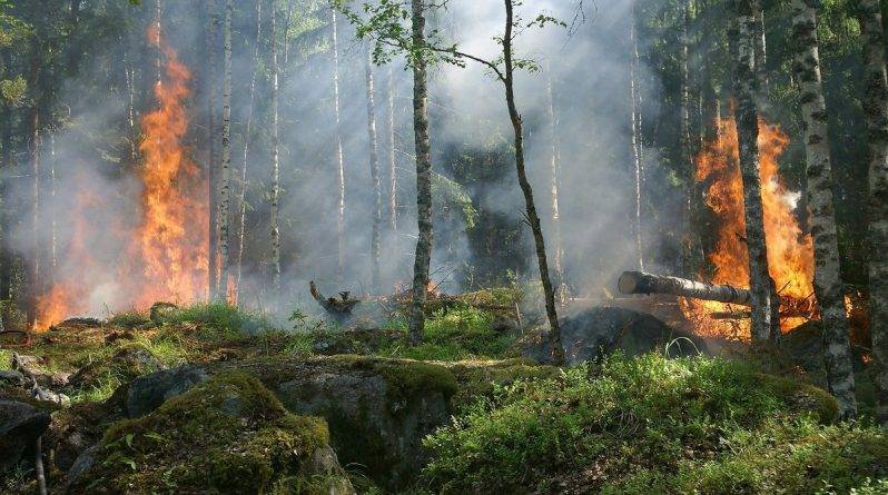 Ученые сообщают о том, что леса теряют способность поглощать углекислый газ