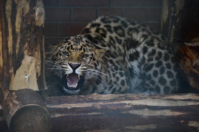 Московский зоопарк пригласил поучаствовать в акции «8 марта в леопарде»