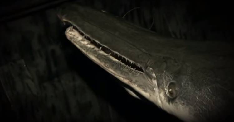 Рыба похожая на крокодила была обнаружена в пруду Пенсильвании