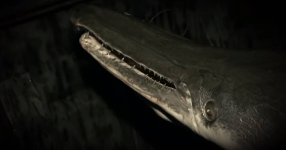 В американском поселке нашли мертвую рыбу, похожую на крокодила