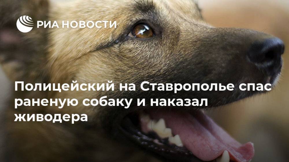 Полицейский на Ставрополье спас раненую собаку и наказал живодера