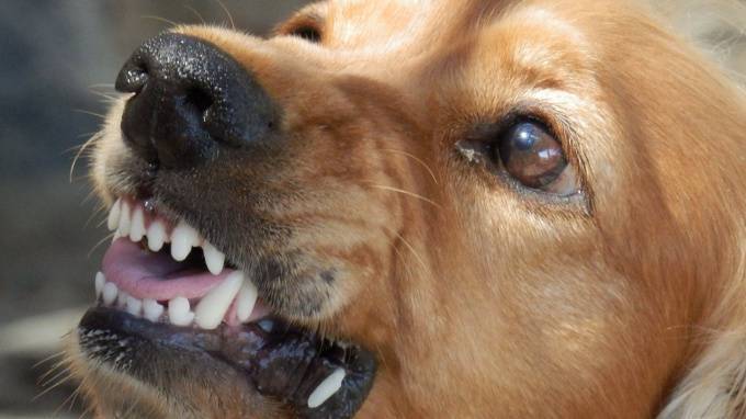 В Иркутской области собака сорвалась с цепи и укусила 2-летнего мальчика