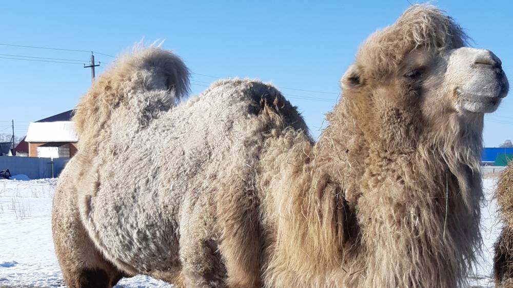 Россельхознадзор проверил состояние тюменского верблюда Кеши