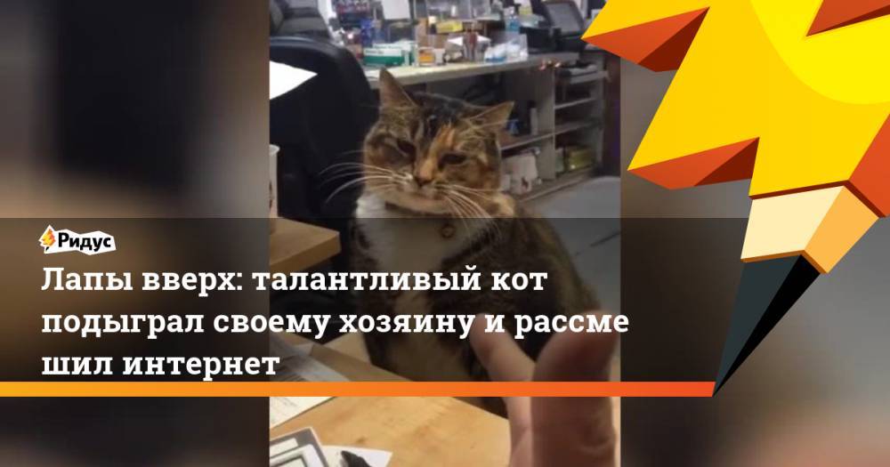 Лапы вверх: талантливый кот подыграл своему хозяину ирассмешил интернет