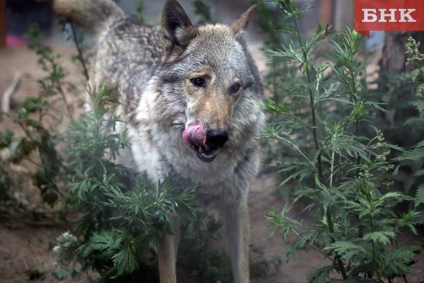 В Коми у волков наступил брачный период, они реже выходят к людям - Минприроды