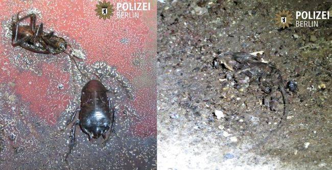 «Тараканы и дохлые крысы»: в Берлине закрыта пекарня для домов престарелых