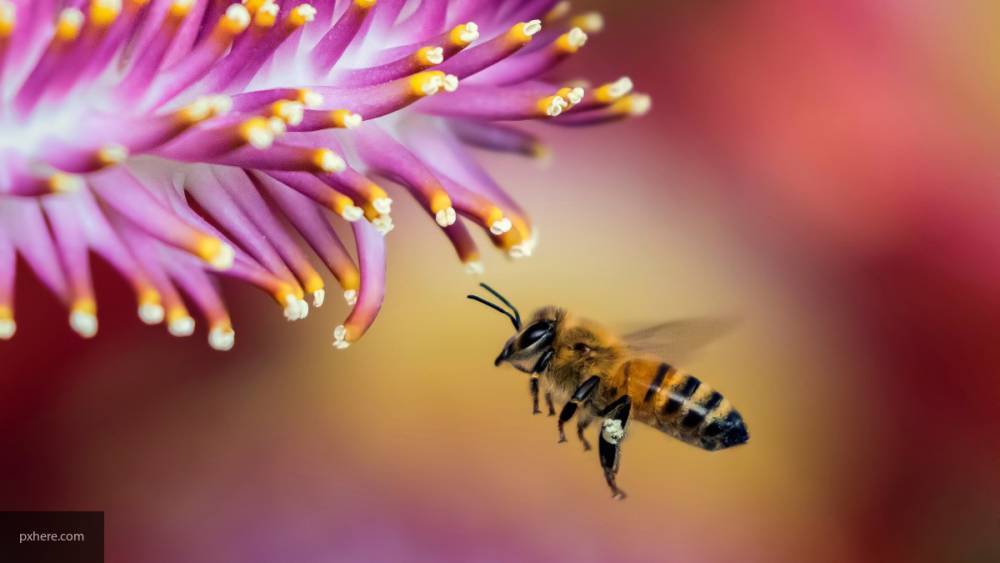 Ученые обнаружили особенности пчелиного языка танцев