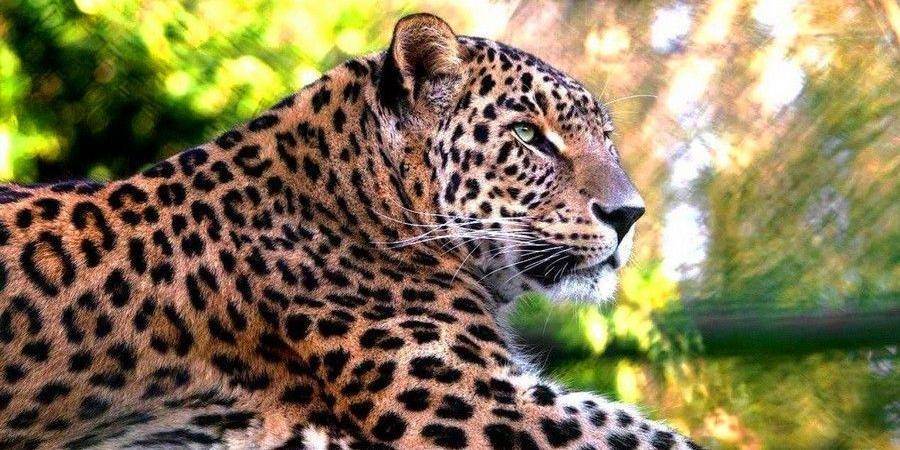 Женщин в леопардовых нарядах будут пускать в Московский зоопарк бесплатно 8 марта