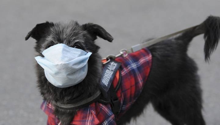 Коронавирус может передаваться от людей к собакам