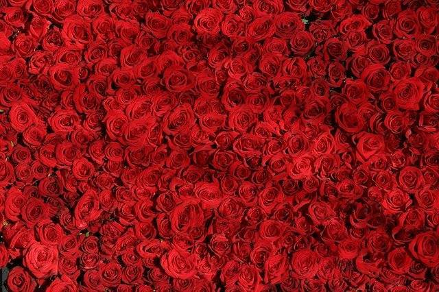В Ленобласти перед 8 Марта сожгли около 35 тысяч «карантинных» импортных цветов