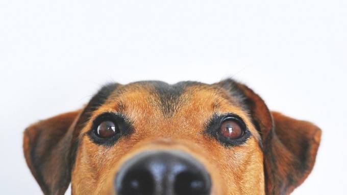 Учёные выяснили, какие породы собак больше всего подвержены тревожности