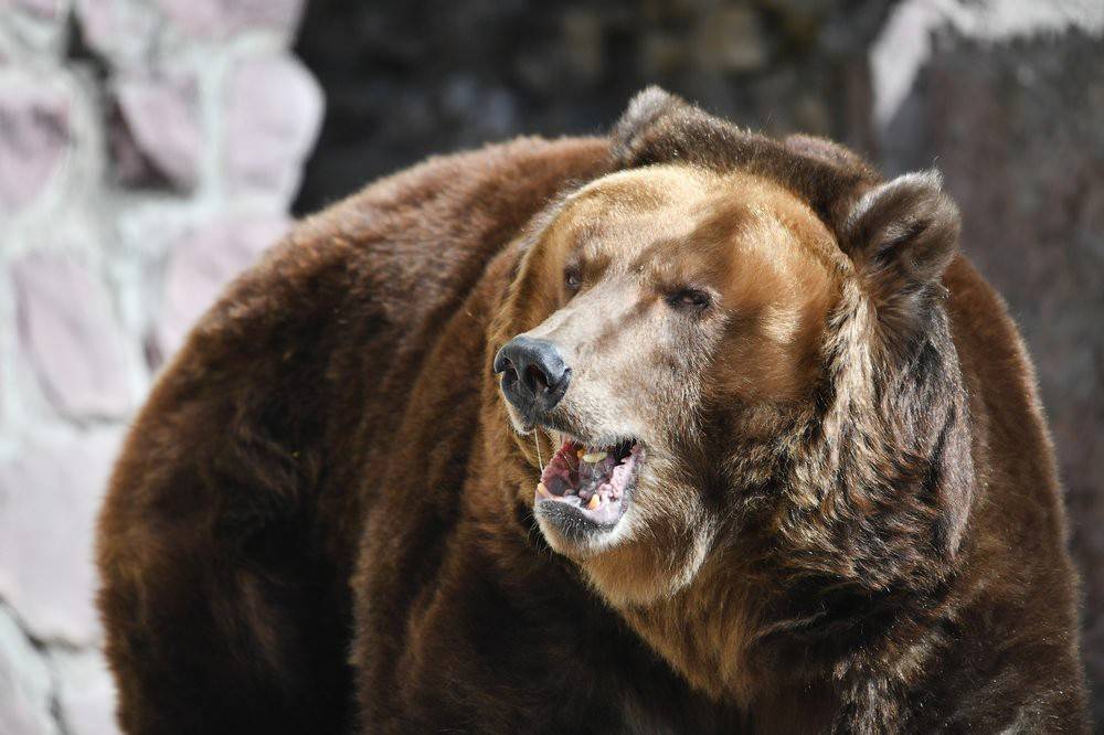 В Московском зоопарке раньше срока проснулись медведи