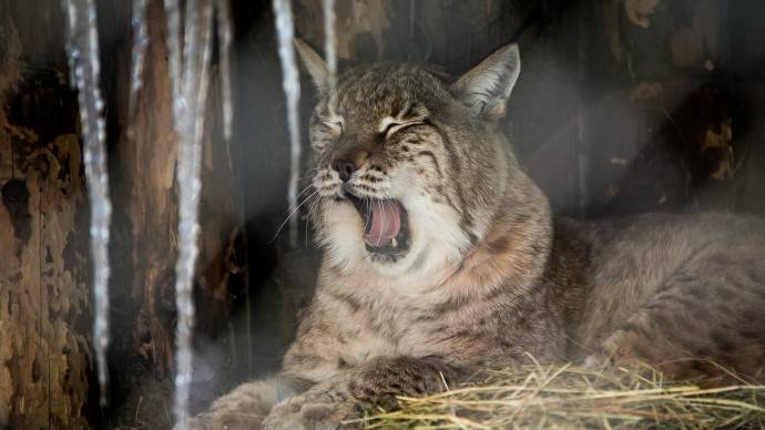 Московский зоопарк запускает акцию «8 марта в леопарде»