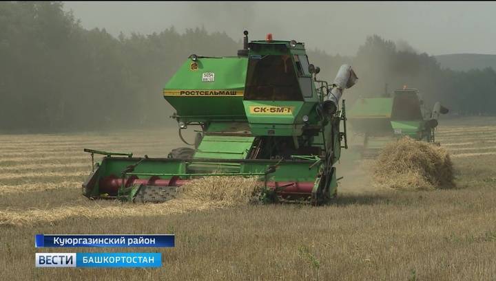 Россия впервые за последние три года стала импортером ржи