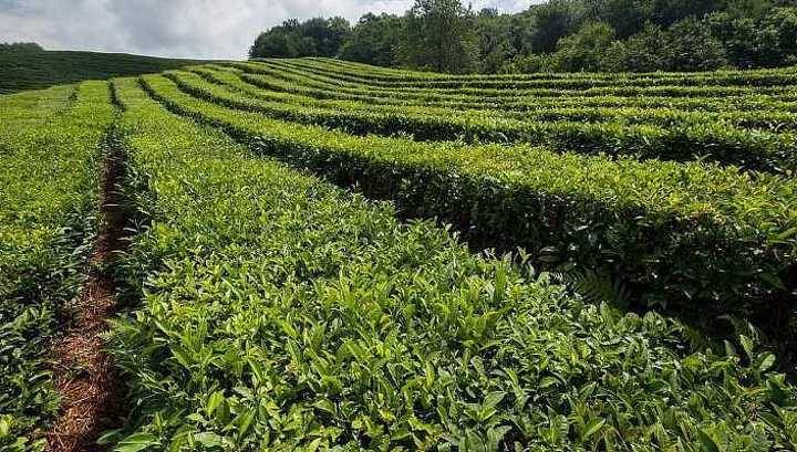 На Кубани официально закрепят статус чаепригодных земель
