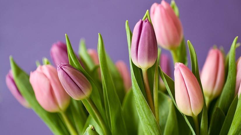 Эксперт рассказала, какие цветы выбирают мужчины к 8 марта