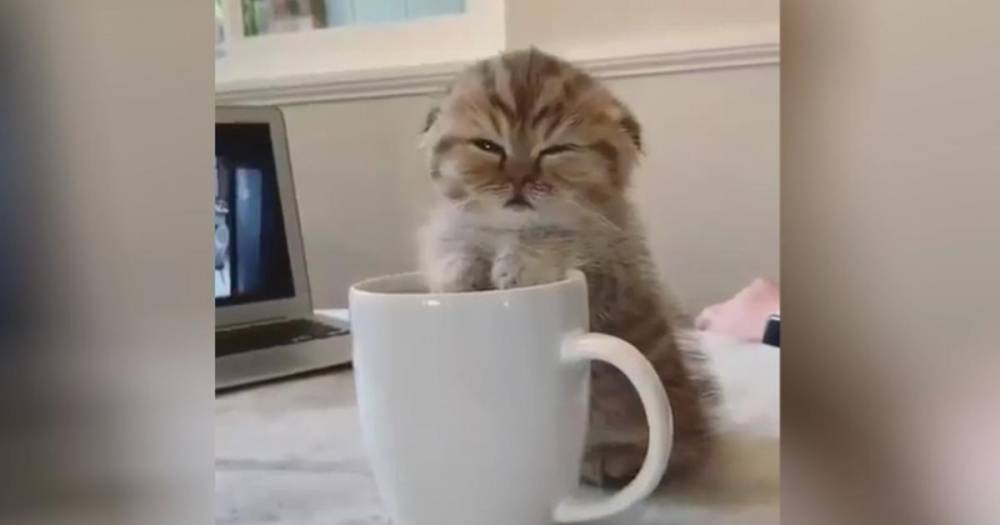Попытка котенка "взбодриться" кофе умилила пользователей Сети