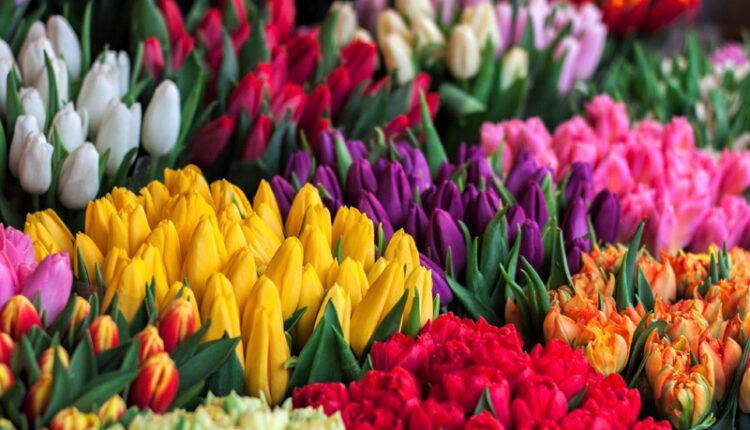 «Московский кредитный банк» к празднику 8 марта подсчитал «индекс тюльпана»
