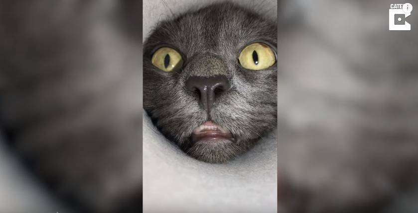 Красноярский кот с любопытной мордочкой стал звездой соцсетей