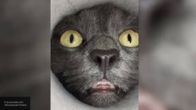 Любопытный кот из сибирского городка стал звездой видео в Сети
